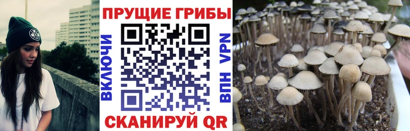 Галлюциногенные грибы Cubensis  Туринск 